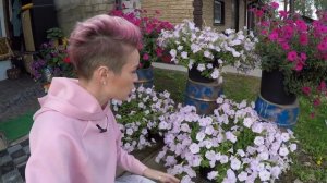 ПЕТУНИЯ АМПЕЛЬНАЯ ПЕНДОЛИНО В РАСЦВЕТЕ.2020