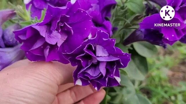 ПЕТУНИИ авторской коллекции, новинки сезона! Анжелика, Золотой закат и другие. Опыт и советы от Ани смотреть онлайн