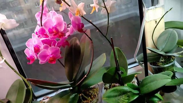 Мой подоконник: фаленопсисы, дендрофаленопсисы, дендробиумы, папоротник и фикусы))) все в сборе смотреть онлайн