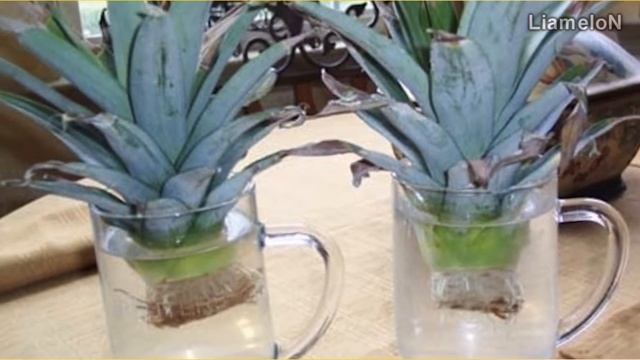 Как вырастить ананас из верхушки в домашних условиях смотреть онлайн