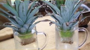 Как вырастить ананас из верхушки в домашних условиях