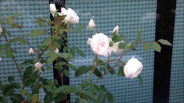 Rose Desdemona | David Austin | Rosenvideo | gartenfein [HD] смотреть онлайн
