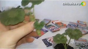Как выращивать и размножать Герань, черенкование герани