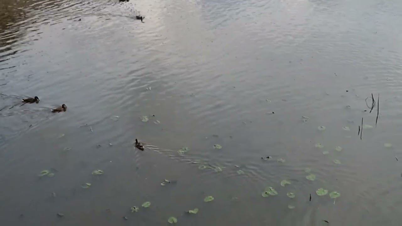 г. Иваново гроза намечается 13 августа 24 года смотреть онлайн