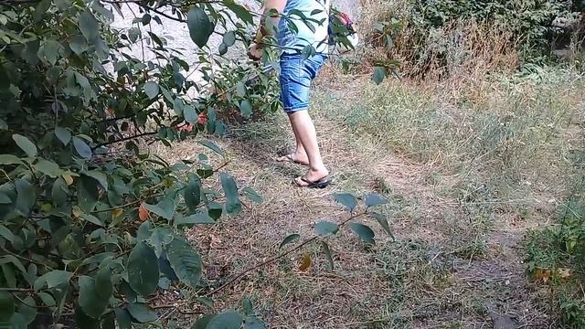 Триммер бензиновый Prorab в работе. Модель 8406L (2,5 кВт / 2,3 л.с) смотреть онлайн