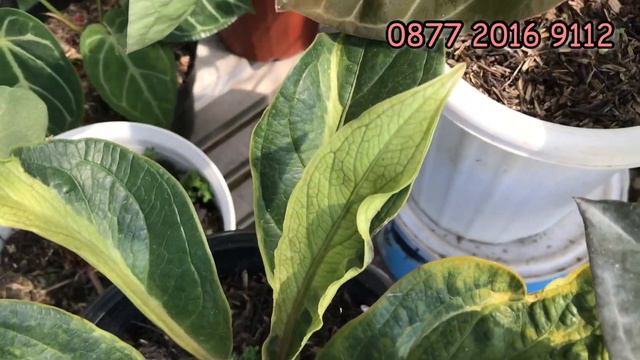 Masih di Cipanas Koleksi Antorium KG Cantik di Lestari Nursery смотреть онлайн