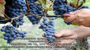 Виноград Маркетт