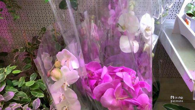 ОРХИДЕИ в МаксиДоме на Ленинском пр. смотреть онлайн