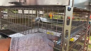 Разведение перепелов. Домашняя ферма. Моя прелесть