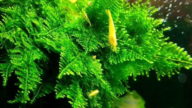 Аквариум 30л Травник Christmas Moss Мох Рождественнский" и креветки "Желтый огонь" Yellow Fire смотреть онлайн
