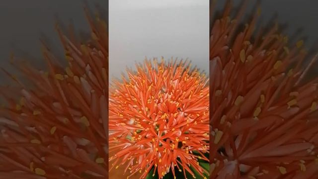 Scadoxus multiflorus смотреть онлайн