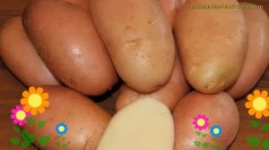 Картофель семенной. Краткий обзор, описание характеристик, где купить картофель Фаворит