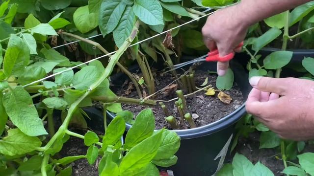 19 июля 2022 года, первый ранний урожай , выращивание картофеля в ведрах