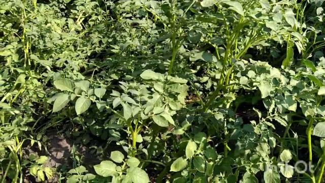 Косить ли ботву у картофеля/ когда косить ботву у картофеля/зачем обрезать ботву у картофеля смотреть онлайн