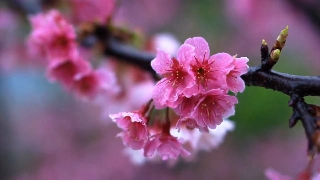 Аурелия Луиза Джоунс – Телос. Книга 1. Часть 2 смотреть онлайн