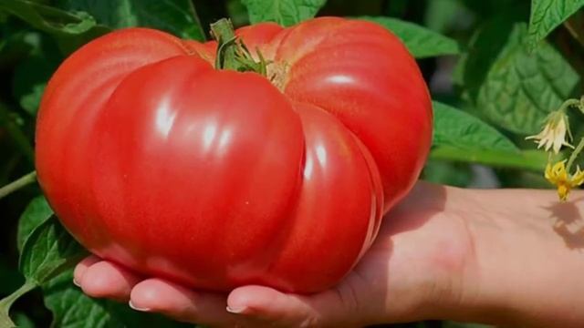 Tushda Pomidor Ko'rsa Nima Bo'lishini Bilasizmi Tush Tabiri