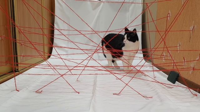 My Cat Attempt Impossible Laser Maze смотреть онлайн
