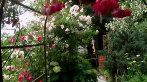 Фуксия в саду на востоке Подмосковья