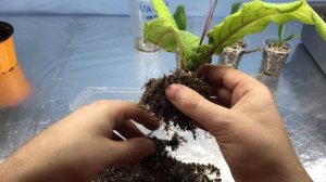 КОГДА ПОРА ПЕРЕСАЖИВАТЬ СТРЕПТОКАРПУС В БОЛЬШИЙ ГОРШОК? Пересаживаем стрепс в новый субстрат!