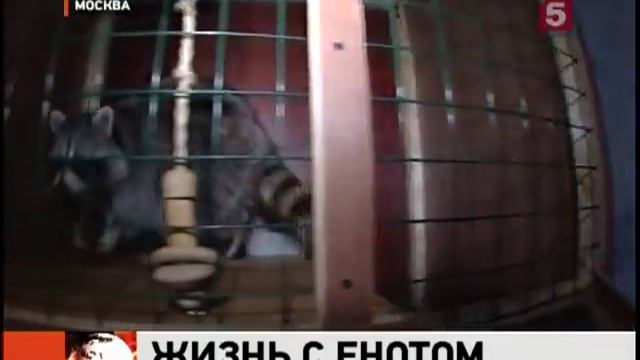 Еноты в моде смотреть онлайн