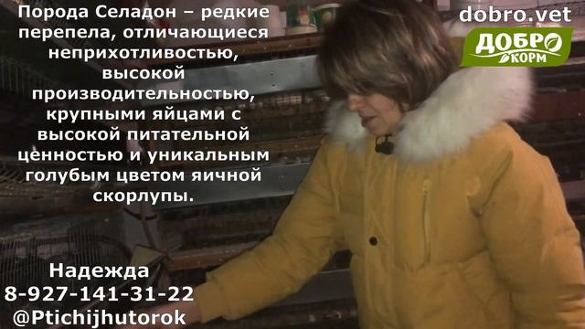 Породы перепелов | Содержание перепелов | Феникс, фараон, серая фея, жемчужная фея,селадон,техасски смотреть онлайн