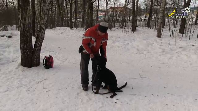 Ротвейлер дрессировка выдержки, как правильно начать, команда сидеть, ОКД смотреть онлайн