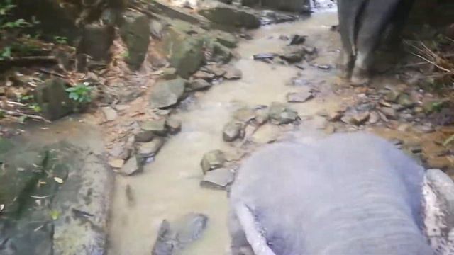 Тайланд катание на слонах смотреть онлайн