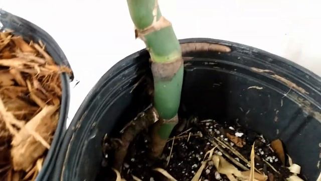 Climbing, Rooted, Multi-Node Top-Cut Sprouts from Giant Monstera Deliciosa Vine Etsy RedneckShrek смотреть онлайн