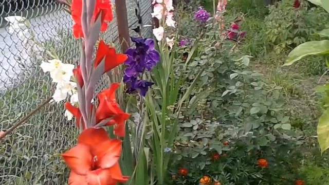 Гладиолусы разных цветов Gladioli of different colors смотреть онлайн