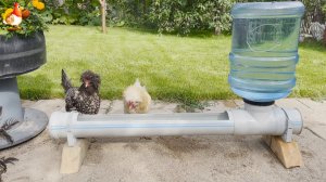 Длинная поилка курам из трубы и бутыли от кулера понравилась несушкам ?????