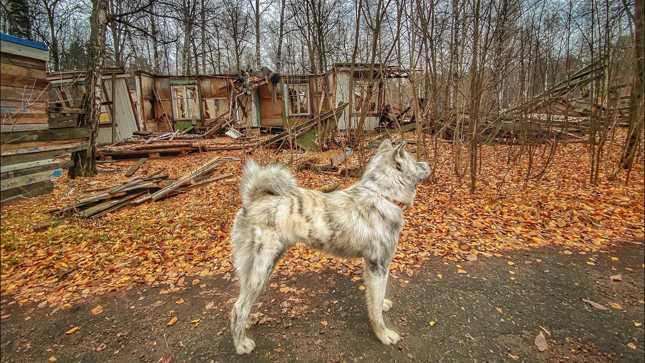”ЗАБРОШКА" смотреть онлайн