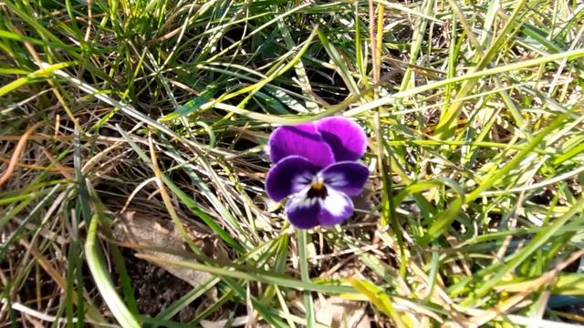 Седум - очиток. Как почистить и размножить. Мускари. 16.04.2022 смотреть онлайн