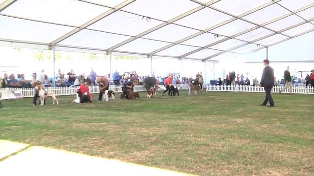 Richmond Dog Show 2016 - Gundog group - Shortlist смотреть онлайн