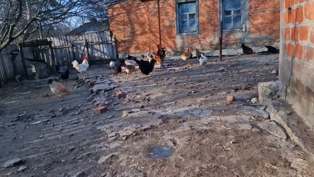 мои куры несутся в мороз, хотя старые и без условий! что я делаю для этого? смотреть онлайн