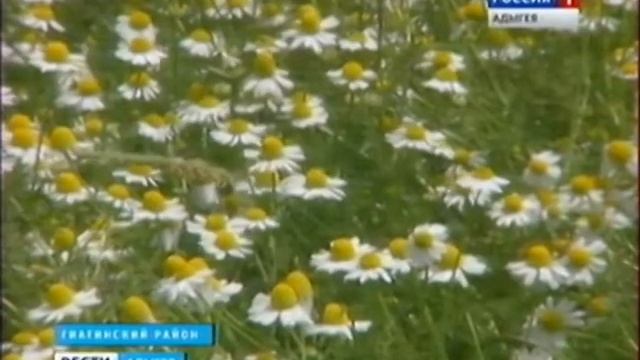 Уборка ромашки смотреть онлайн