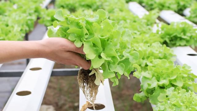 Why Vertical Farming Is The Future Of Food