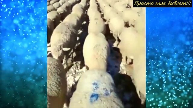 Велосипедист ОПЕШИЛ когда увидел это ЗРЕЛИЩЕ посреди поля! Что это вообще такое... смотреть онлайн