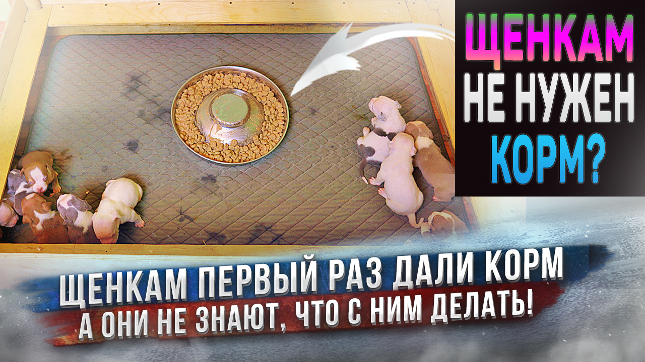 Щенки первый раз в жизни увидели сухой корм! Что вкусней: "сухари" или молоко матери? Питание щенков смотреть онлайн