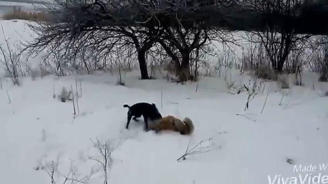 Охота с ягдтерьерьером, отличный результат , лиса добыта смотреть онлайн