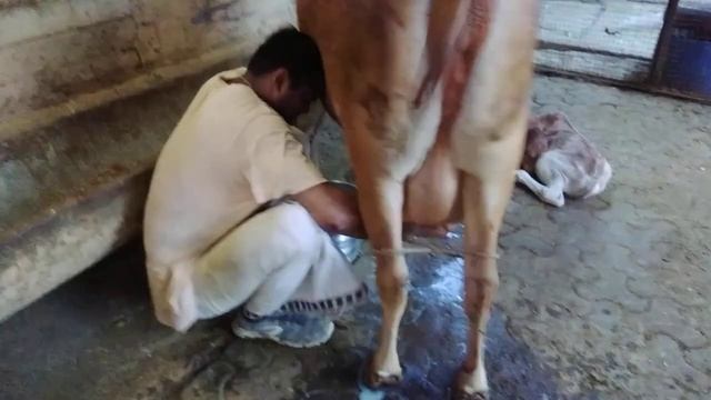 ДОИМ КОРОВУ ПЕРВЫЙ РАЗ ПОСЛЕ ОТЁЛА смотреть онлайн