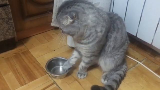 Котик просит кушать смотреть онлайн