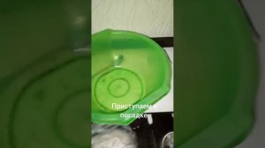 Выращивание грибов на опилках.