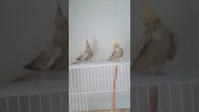 Карелы отдыхают смотреть онлайн
