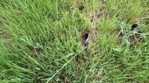 Степные сморчки. Грибная охота в Ростовской области. Открываем сезон 2023