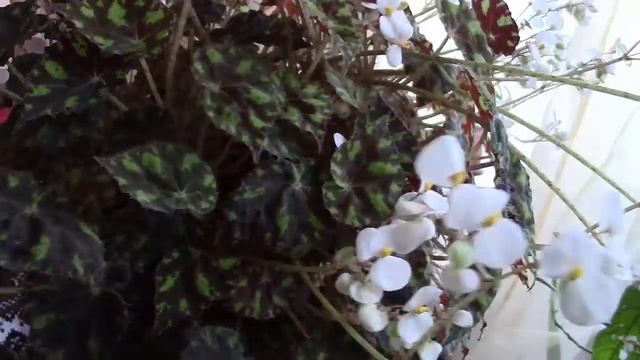 Бегония. Тигровая бегония. Обильное цветение! смотреть онлайн