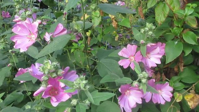 Lavatera flowers resemble Hibiscus смотреть онлайн