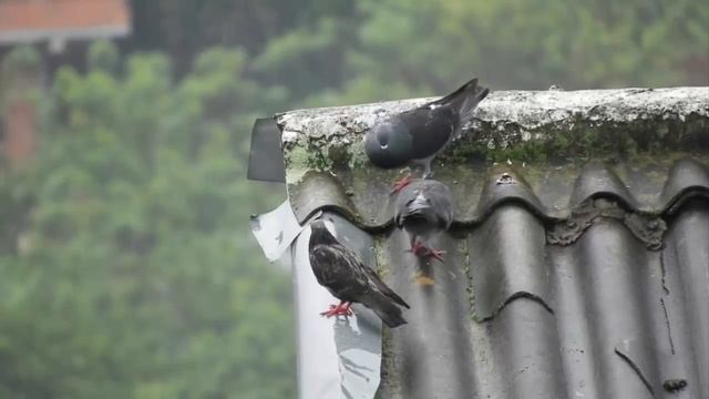 ASMR | АСМР | ПАЦАНЫ ГОЛУБИ ВЫПЕНДРИВАЮТСЯ ПЕРЕД САМОЧКОЙ ))) смотреть онлайн
