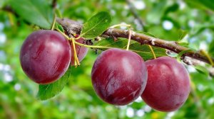 Чтобы слива обильно плодоносила: лайфхаки посадки