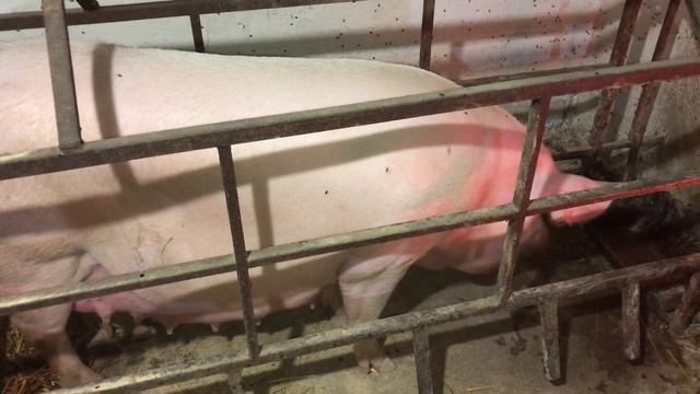 //Свиноматка Маша, как проходил опорос// смотреть онлайн