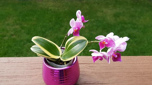 叶子有金边的迷你蝴蝶兰 Phalaenopsis golden Vivian смотреть онлайн